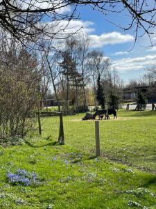 ein Feld mit zwei Pferden, die im Gras weiden in der Unterkunft Beltblick in Fehmarn