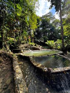 a small pond in the middle of a forest at Wisdom Forest Lodge in Tena