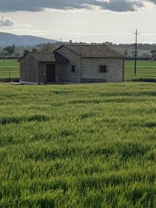 an old house in a field of green grass at Una casa nel grano: Casa Luciola in Pietra Rossa +6 photos
