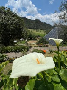 una flor blanca está creciendo en un jardín en Termales Wellness Hotel, en Bogotá