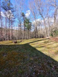 a grassy field with trees in the background at Perfectly Imperfect Cabin in Turtletown