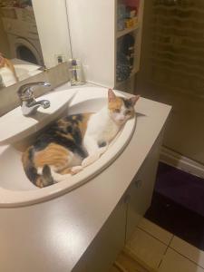 un gatto sdraiato nel lavandino del bagno di Chez christiane a Tikehau