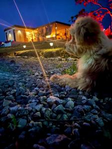 un perro sentado en un suelo rocoso por la noche en LUZ DE LUNA minihouse, en Los Santos