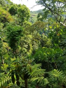 un bosque lleno de árboles y plantas en On The Rocks Bungalows, Restaurant and Jungle Trekking Tours, en Bukit Lawang