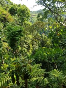 a forest filled with lots of trees and plants at On The Rocks Bungalows, Restaurant and Jungle Trekking Tours in Bukit Lawang