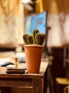 a small cactus in a pot on a table at Cactos Bar & Homestay in Ho Chi Minh City