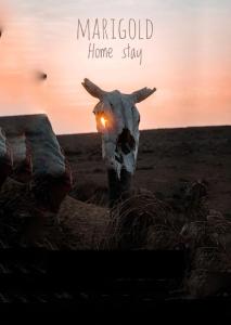 une vache dont la tête est éclairée dans un champ dans l'établissement Marigold Homestay, à Jaisalmer