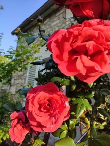 a group of red roses in front of a building at Gîte en plein coeur du vignoble chablisien in Courgis +5 photos