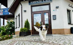 Domáce zviera alebo zvieratá hostí v ubytovaní Karpacki & SPA - blisko wyciągu, Restauracja, Sala Zabaw, Bar 24h