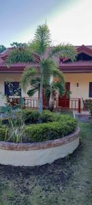 a house with a palm tree in front of it at Bonita Oasis Beach Resort in Moalboal