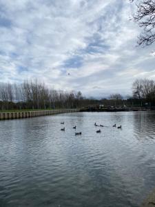 a group of ducks swimming in a lake at Pershore Rooms at The Star in Pershore