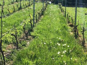 een veld van planten met gras en bloemen bij B & B De Romeinse Katzei in Borgloon