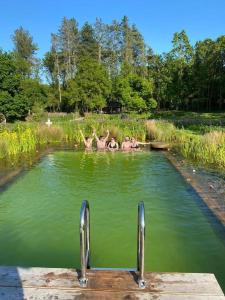 a group of people swimming in a pool of water at Moat Island Glamping in Norwich