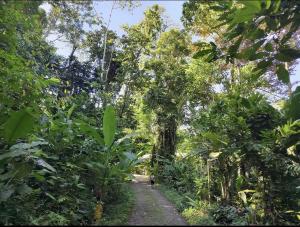 a dirt road in the middle of a forest at Casa Palmera Cocles, 300m to the beach in Puerto Viejo