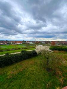 un arbre à fleurs dans un champ à ciel nuageux dans l'établissement Le Nid Douillet - Au calme & Parking gratuit, à Bergheim