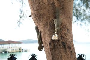 a kangaroo hanging from the side of a tree at Perhentian Island Resort in Perhentian Islands