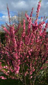 uma árvore florida com flores cor-de-rosa num campo em White Queen Residence em Tangalle