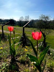 two pink flowers in a field with a field of grass at Holiday Home Sovenigo in Puegnano del Garda