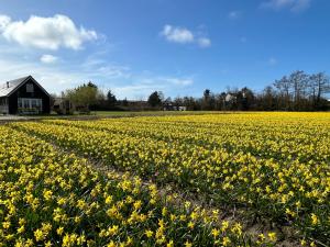 un campo de narcisos amarillos delante de un granero en Vakantie in Duin- en Bollenstreek, en Voorhout