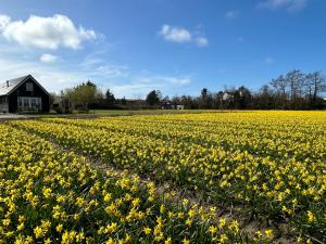 ein Feld gelber Narzissen vor einer Scheune in der Unterkunft Vakantie in Duin- en Bollenstreek in Voorhout