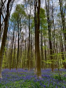a forest filled with blue flowers in the woods at Bois de Hal in Braine-lʼAlleud