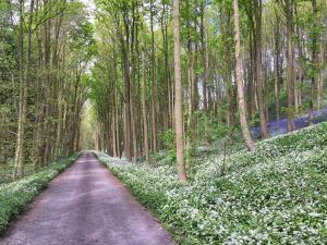 a dirt road in the middle of a forest with white flowers at Finest Retreats - Ingleby Manor - South Front in Great Ayton