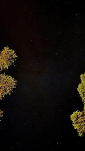 una notte stellata con alberi in primo piano di Skyline Urubici - Barn a Urubici