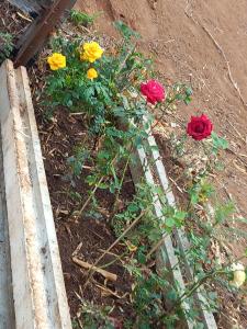 een groep bloemen in een tuin naast een hek bij Rancho dos Pássaros Amarelos in Campestre