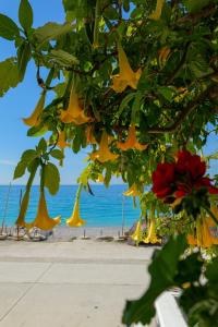 a tree with yellow flowers on the beach at Hotel Take in Borsh