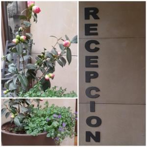 Hostal Hispanoにある庭
