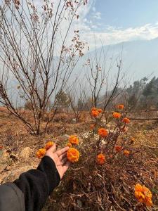 a person holding a bunch of orange flowers at Woodstone Farmstay in Sainj