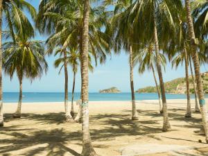 un grupo de palmeras en una playa en Hostal Paraiso Tayrona, en Santa Marta