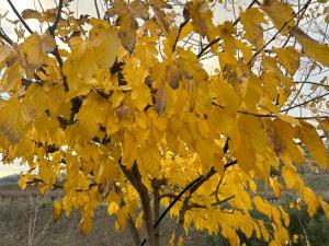 ein Baum mit gelben Blättern darauf in der Unterkunft Sofros To Apomero 