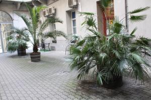 a courtyard with palm trees in front of a building at Broadway City Guesthouse in Budapest