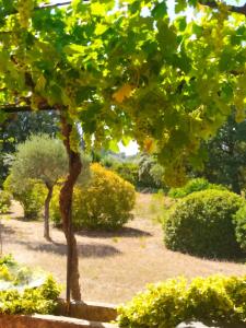 Um jardim em Gîte Ventoux Provence Piscine privative Charme