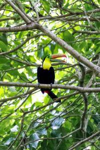 a bird is sitting on a tree branch at Villa Maria Tayrona, Jungle and Sea Experience in Los Naranjos