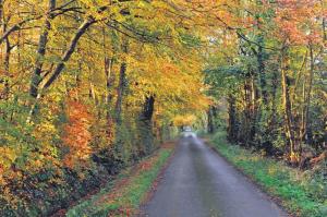 a road in the middle of an autumn forest at Greenway Guesthouse in Mullingar