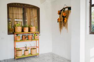 uma prateleira cheia de vasos de plantas numa parede em 4 Elementos Hostal em San Juan La Laguna