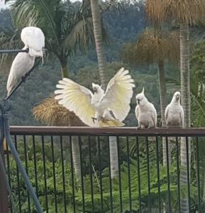 tres pájaros sentados en una valla con sus alas fuera en Tambo Tranquility en Mount Tamborine