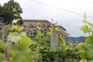 Zahrada ubytování Maymorn Orchard Suites