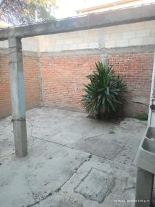 Casa de Fidel 2 في Ocotlán: فناء به نبات أمام جدار من الطوب