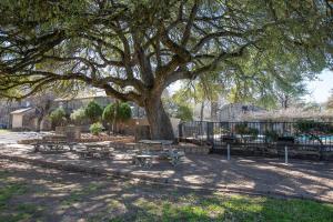 un grupo de mesas de picnic bajo un gran árbol en Hill Country Hideaway TBM 208, en New Braunfels