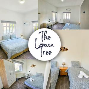 a collage of photos of a bedroom with a lemon tree at The Lemon Tree Hostel in Larnaca