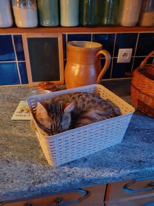a cat sleeping in a basket on a counter at Chambres d' Hôtes des Glands ' heures in Saint-Martin-de-Gurçon