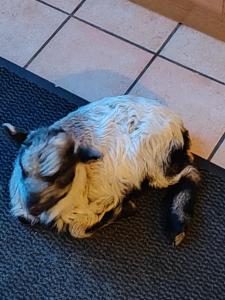 a dog that is laying on the floor at Chambres d' Hôtes des Glands ' heures in Saint-Martin-de-Gurçon