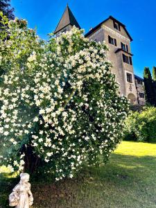 un grand bush avec des fleurs blanches devant un bâtiment dans l'établissement Schloss Süßenstein, à Hüttenberg