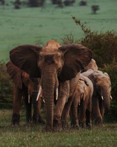 a herd of elephants standing in a field at Emboo River Camp in Talek