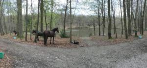 Zvířata v hotelu nebo okolí