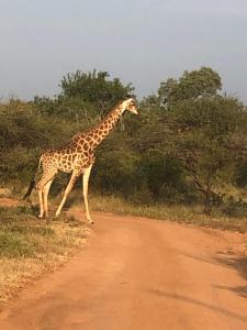 een giraf die over een onverharde weg loopt bij Panache in Hoedspruit