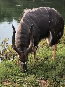 een antilope met lange hoorns die grazen in het gras bij Panache in Hoedspruit